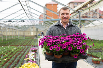 Successful glasshouse owner carrying tray with colorful blooming Cape marguerites (Dimorphotheca) in pots..