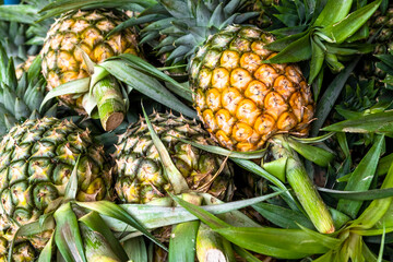 Close-up of a stack of ripe and unripe pineapples with green stems and leaves displayed at a greengrocer. Pineapple on the market. © rivermartin