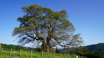 岡山県　醍醐桜