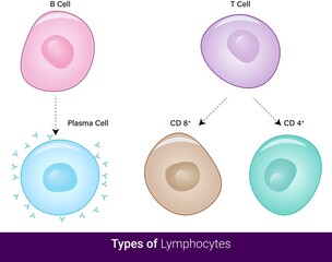 vector  of Types of lymphocytes in the immune system  cytotoxic t cell,  Helper t cell, B cell, and plasma cell and memory cell