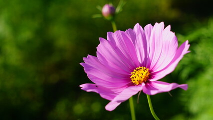 Obraz premium 秋桜(コスモス)
