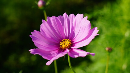 Obraz premium 秋桜(コスモス)