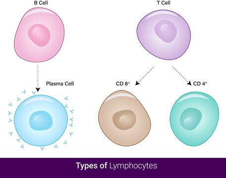 vector  of Types of lymphocytes in the immune system  cytotoxic t cell,  Helper t cell, B cell, and plasma cell and memory cell