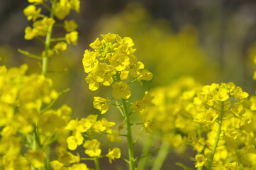 Obraz premium 菜の花