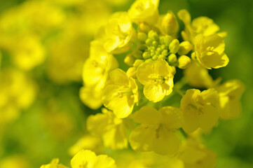 菜の花