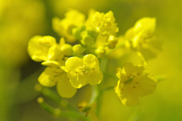 菜の花
