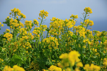 Obraz premium 菜の花