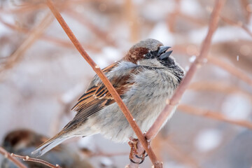 Sparrow with open beak sits on a branch without leaves.