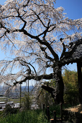 しだれ桜