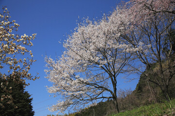 Obraz na płótnie Canvas 山桜