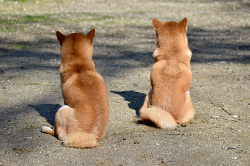 柴犬・背中・並ぶ