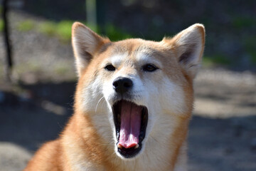 柴犬・あくび