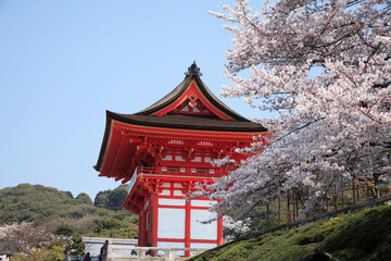 桜咲く清水寺