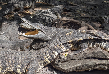 Close up Group of Crocodiles were Sunbathing on The Ground
