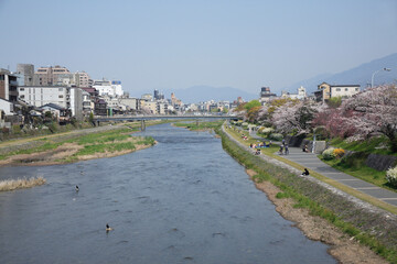Fototapeta na wymiar 桜咲く鴨川