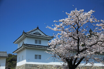 Naklejka premium 桜咲く彦根城