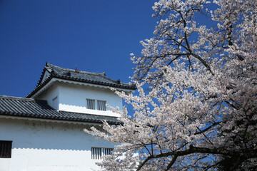 Fototapeta premium 桜咲く彦根城