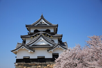 Naklejka premium 桜咲く彦根城