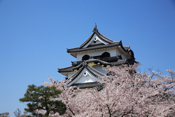 桜咲く彦根城
