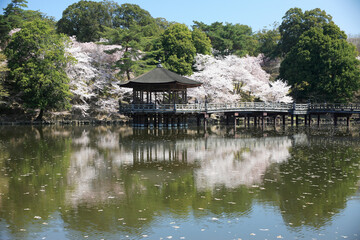 桜咲く浮御堂