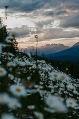 Summer blooming meadow in Kootenay National Park while sunset in the mountains. Canadian Rockies, British Columbia, Canada