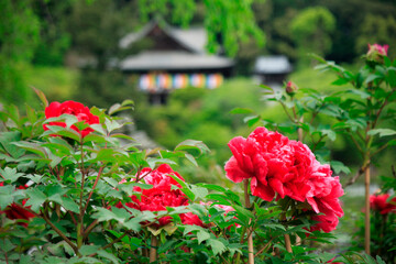 ボタンの長谷寺