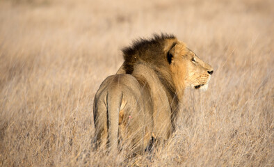 A male lion (Panthera leo) in the grasslands. Kenya.	