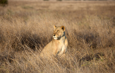 A Lion (Panthera leo) early morning in the grasslands. Kenya.	