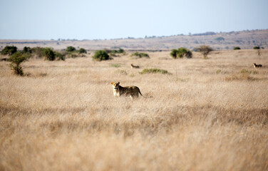 Naklejka na ściany i meble Lions (Panthera leo) hunting in the grasslands of Kenya looking at oncoming Wildebeest. 