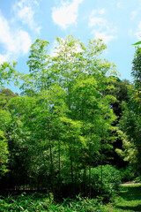 Fototapeta premium 竹
