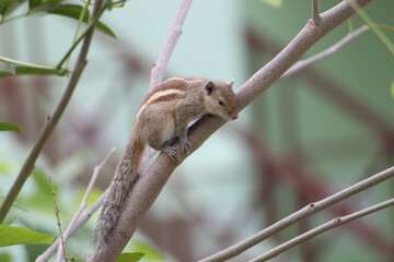 squirrel on a branch