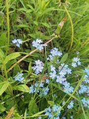 blue flowers in the grass