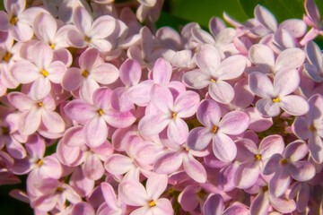 lilac blooms in spring causing allergies, selective focus