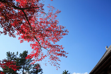 青空に紅葉