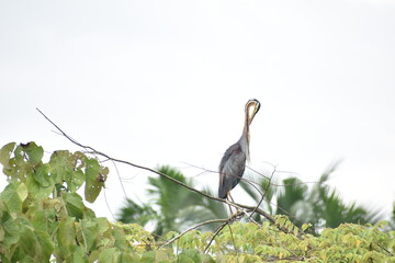 great blue heron