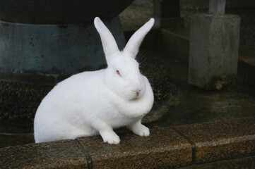 白うさぎ