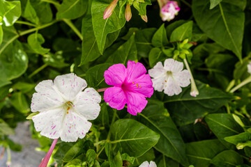 mirabilis jalapa flower in a garden in Madrid