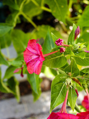 mirabilis jalapa flower in a garden in Madrid