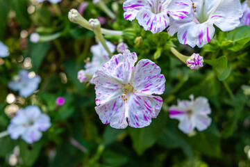 mirabilis jalapa flower in a garden in Madrid