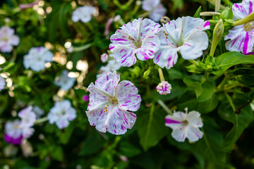 mirabilis jalapa flower in a garden in Madrid