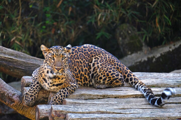 leopard on a tree