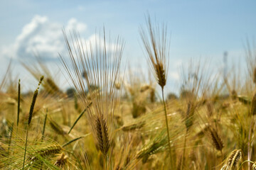 Spikelets of wheat in the sunlight. Yellow wheat field