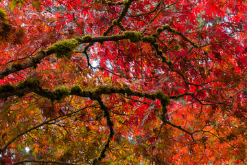 Beautiful, vibrant colored maple leaves on moss-covered branches in autumn
