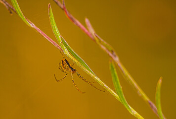 Na tym zdjęciu widzimy malutkiego pająka podczas zawieszania swojej pajęczyny .