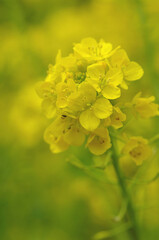 Obraz premium 菜の花