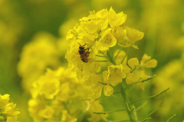 菜の花とミツバチ