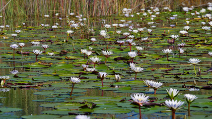 Bunch of white blooming water lilies (nymphaeaceae) with round green leaves floating on the water...