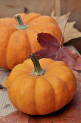 close on jack be little on autumnal leaves on wooden background