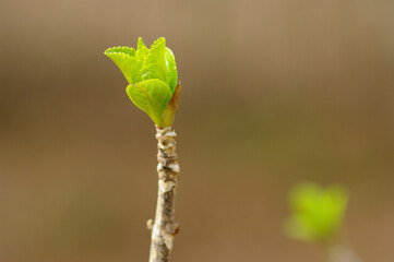 あじさいの新芽