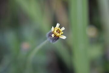 Obraz premium the beautiful flower macro photos